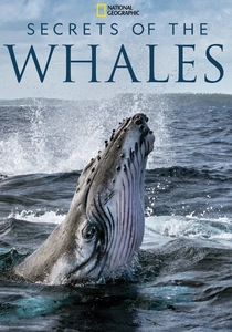 Il Segreto delle Balene (2020)